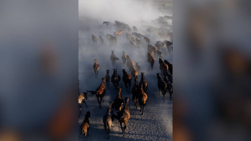 Erciyes Dağı'nın eteklerinde yaşayan yılkı atları 8